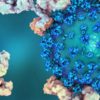 covid réponse immunitaire persiste plusieurs mois couv
