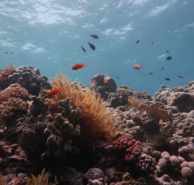disparition coraux grande barrière corail