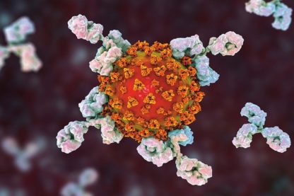 étude 35 ans coronavirus signe immunité long terme couv