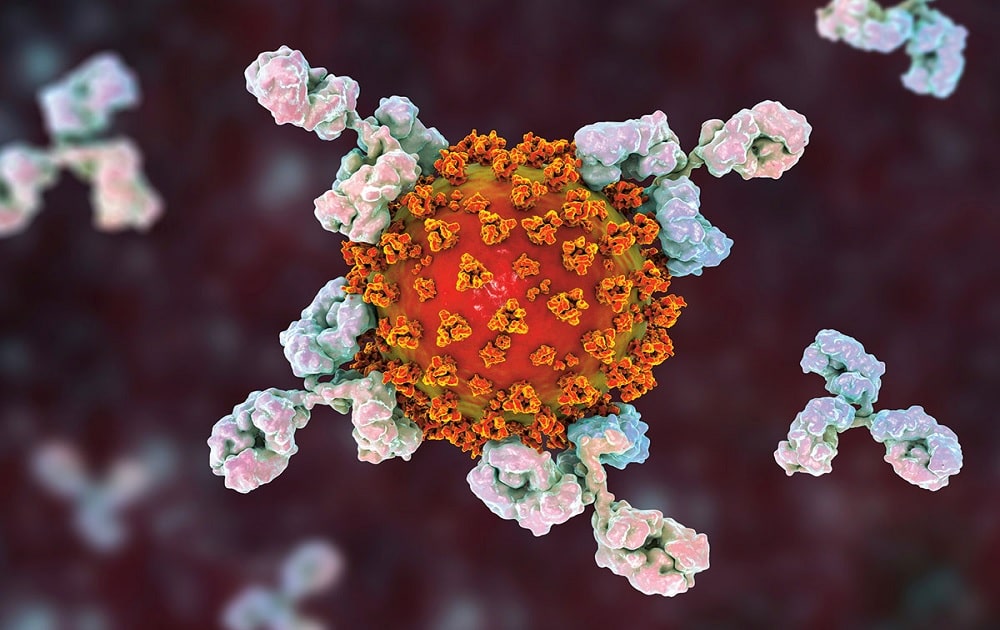 étude 35 ans coronavirus signe immunité long terme couv