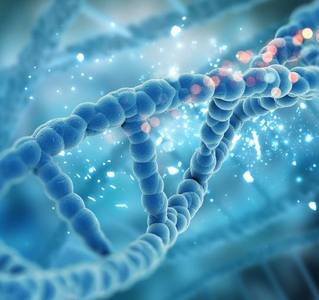 mécanisme réparation dommages ADN restauration fonctions cellulaires couv
