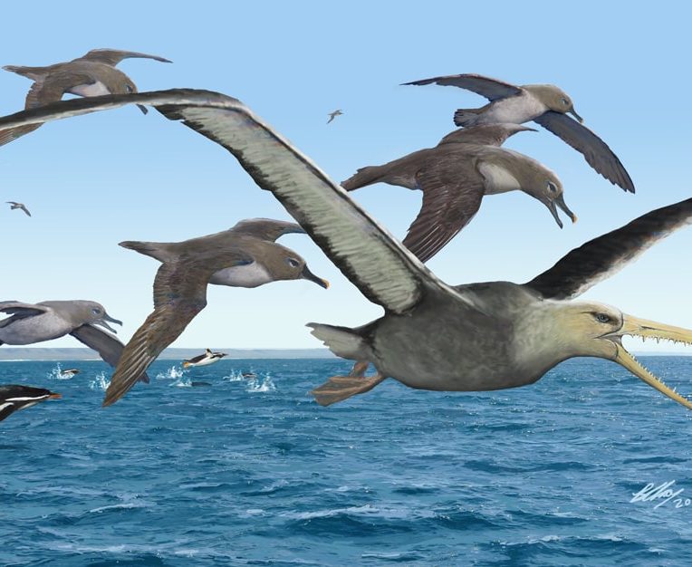 fossile oiseau géant antarctique