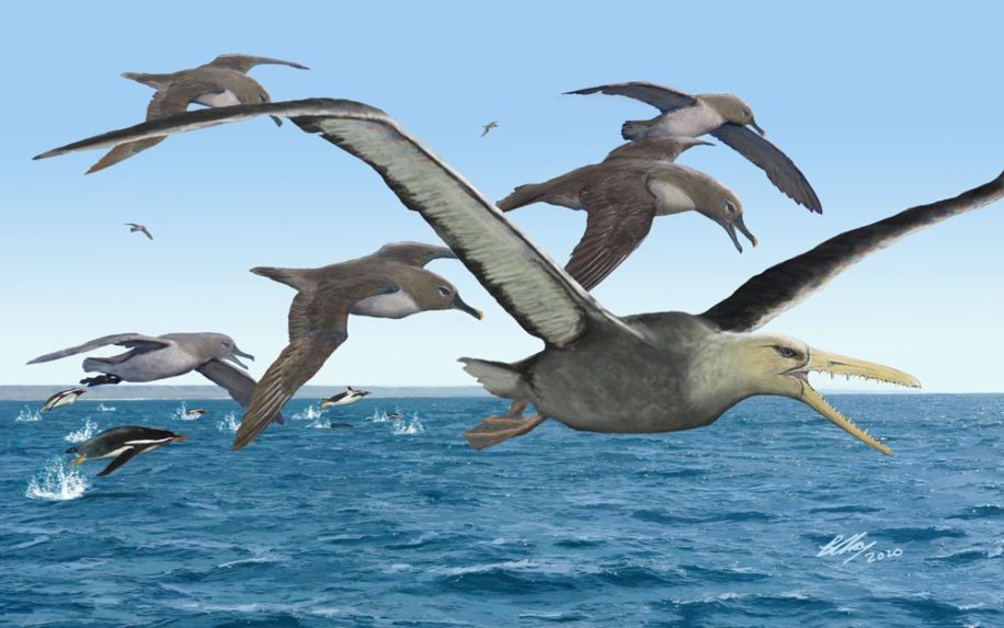 fossile oiseau géant antarctique