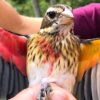 oiseau rare femelle male pheucticus ludovicianus