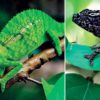 caméléon disparu refait surface couv