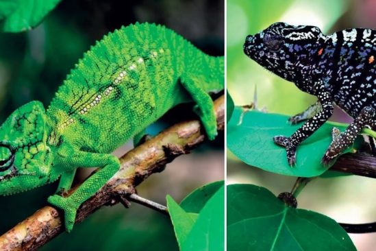 caméléon disparu refait surface couv