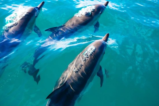 dauphins controlent rythme cardiaque eviter problemes decompression