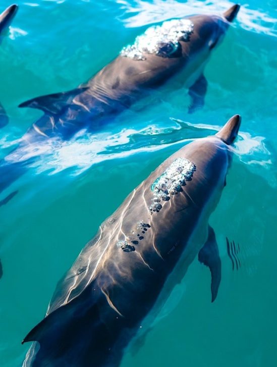 dauphins controlent rythme cardiaque eviter problemes decompression