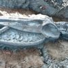 decouverte ancien squelette baleine renfermant indices changement climatique