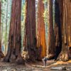 etude stockage carbone arbres propose solution stabilisation climat