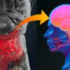 lien microbiote intestinal maladie alzheimer confirme