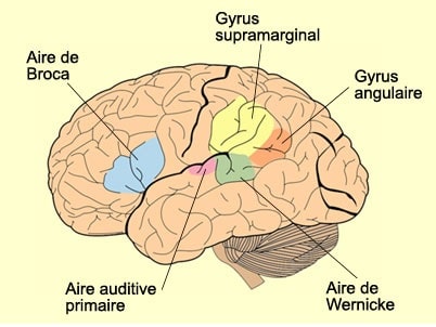 localisation gyrus angulaire cerveau