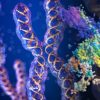 nouvelles images 3d precisent structure chromatine chromosomes-couv