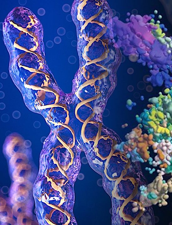 nouvelles images 3d precisent structure chromatine chromosomes-couv