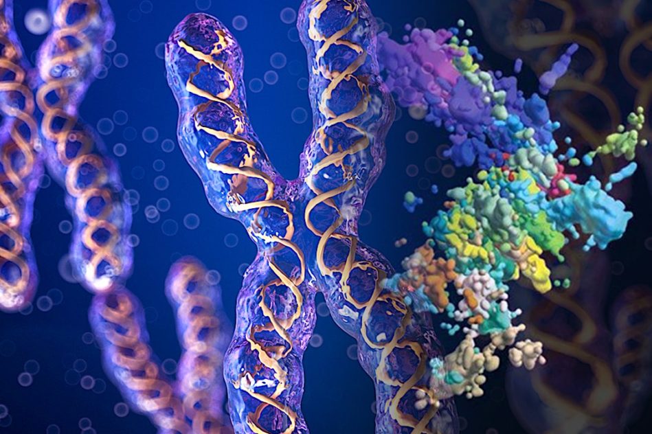 nouvelles images 3d precisent structure chromatine chromosomes-couv