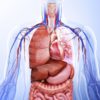 combien organes dans corps humain couv
