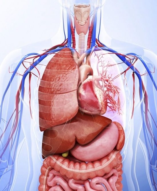 combien organes dans corps humain couv