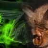 parent sars-cov-2 retrouve dans chauves souris cambodge