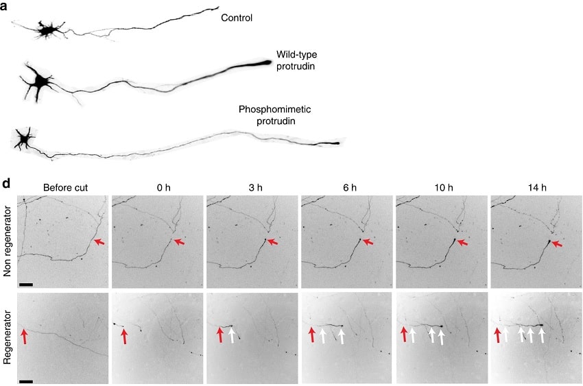 régénération axone cellules nerveuses protrudine