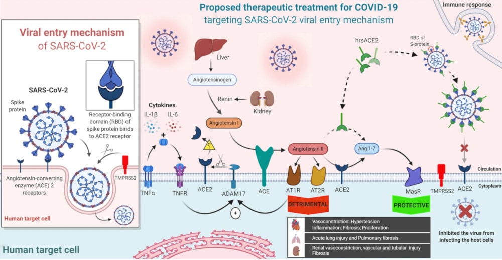 traitement ACE2 soluble COVID-19