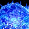 cellules t genetiquement modifiees therapies pour maladies auto-immunes