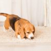 chiens pour detecter punaises lit couv