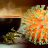 composes plantes communes peuvent inhiber replication sars-cov-2