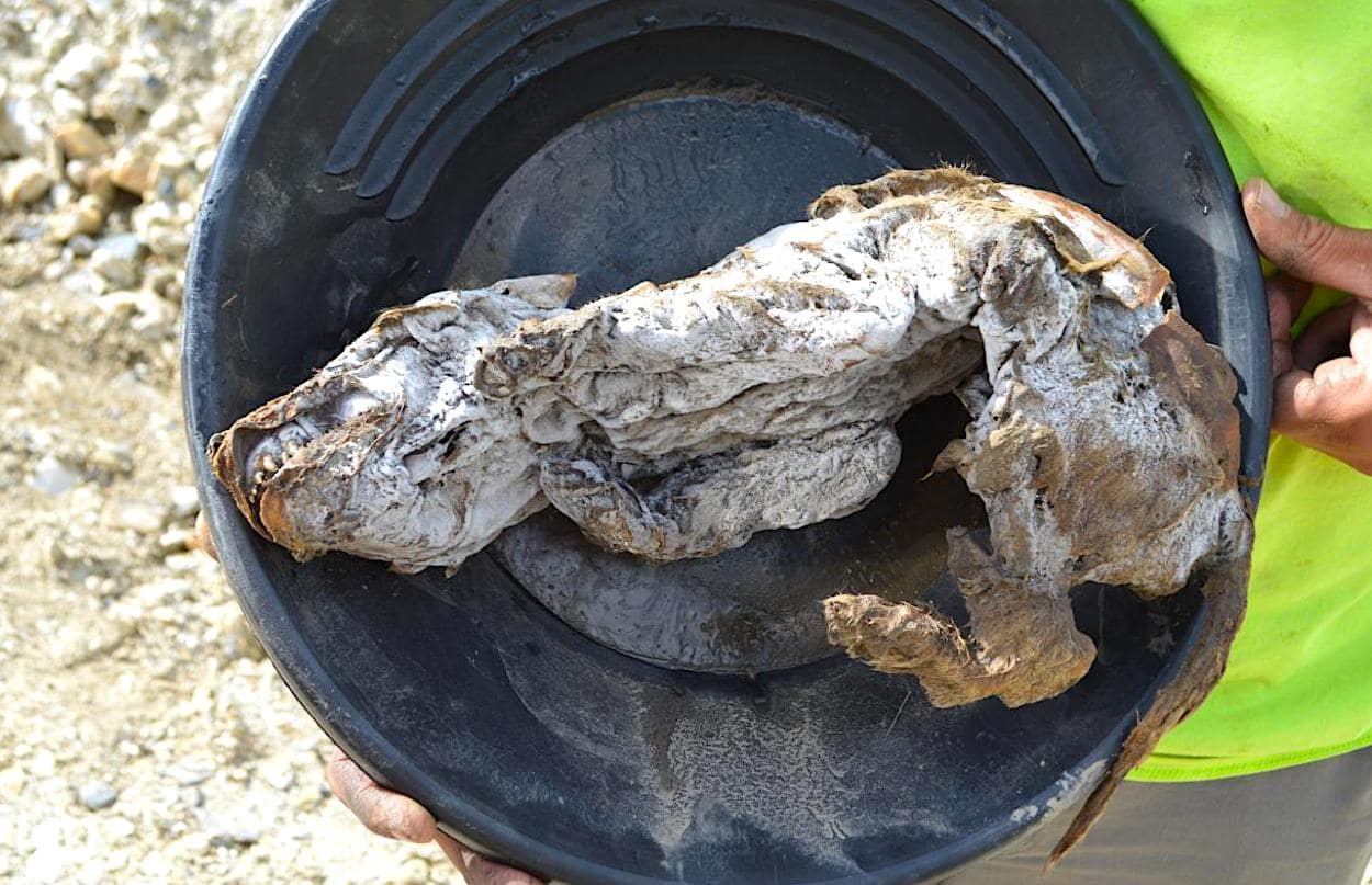 Le loup Canis dirus a vécu au Canada à l'ère glaciaire