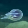 decouverte nouvelle espece cnetophore profondeurs oceaniques