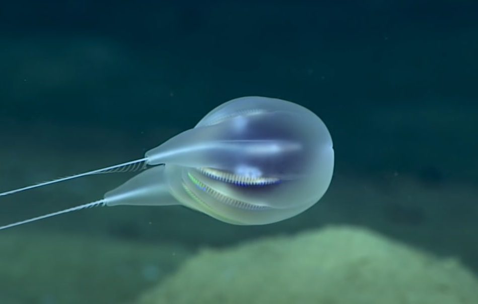 decouverte nouvelle espece cnetophore profondeurs oceaniques