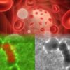 impresionnantes videos montrent cellules immunitaires creusant tunnel travers tissus