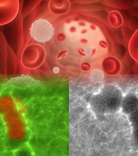 impresionnantes videos montrent cellules immunitaires creusant tunnel travers tissus