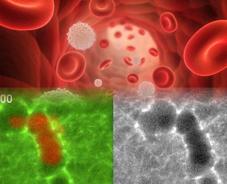 impresionnantes videos montrent cellules immunitaires creusant tunnel travers tissus