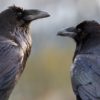 jeunes corbeaux capacites cognitives rivalisant avec grands singes adultes