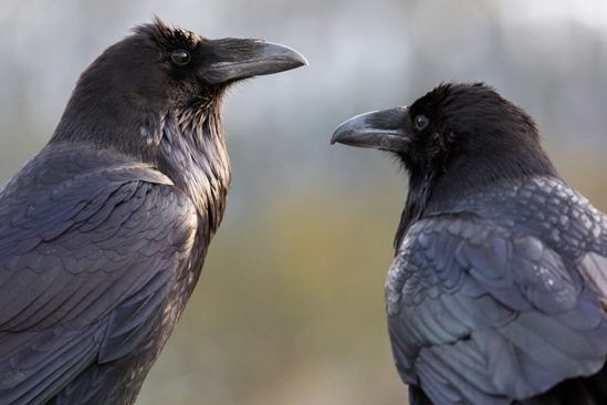 jeunes corbeaux capacites cognitives rivalisant avec grands singes adultes