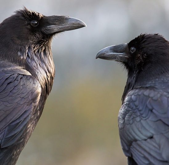 jeunes corbeaux capacites cognitives rivalisant avec grands singes adultes