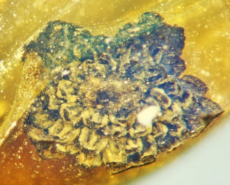 nouvelle espece fleur piegee ambre 100 millions annees