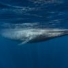 nouvelle population baleines bleues decouverte ocean indien