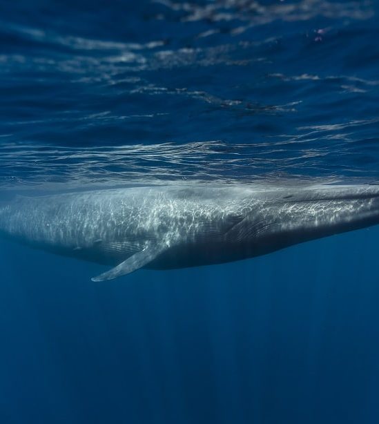 nouvelle population baleines bleues decouverte ocean indien
