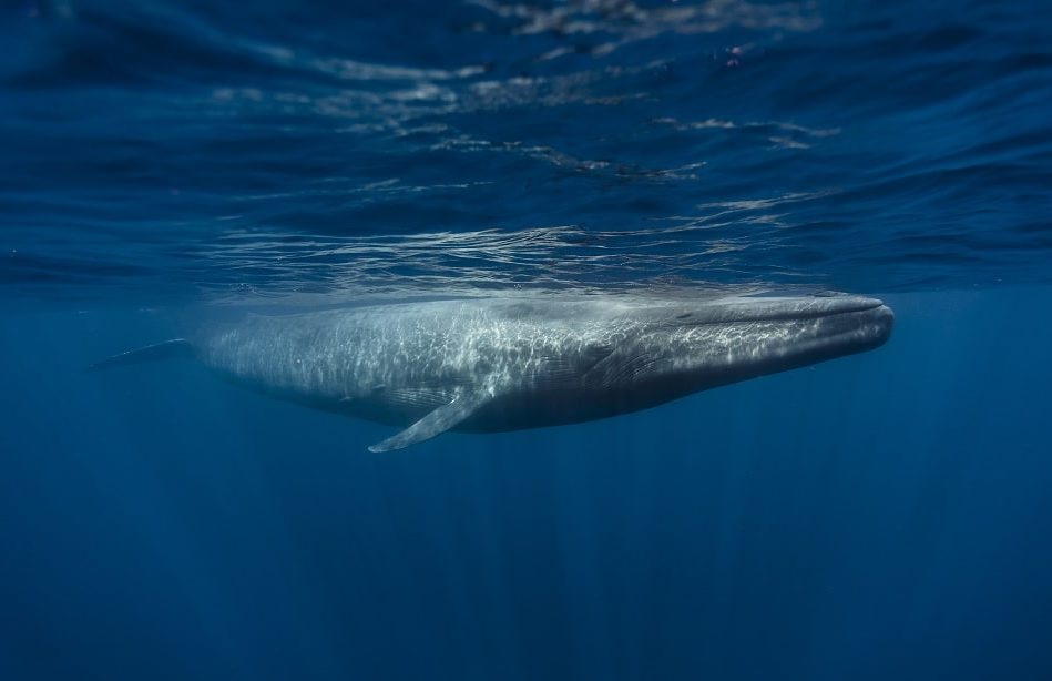 nouvelle population baleines bleues decouverte ocean indien
