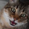 pourquoi chats miaulent couv