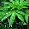 CBD revele puissant potentiel antibiotique