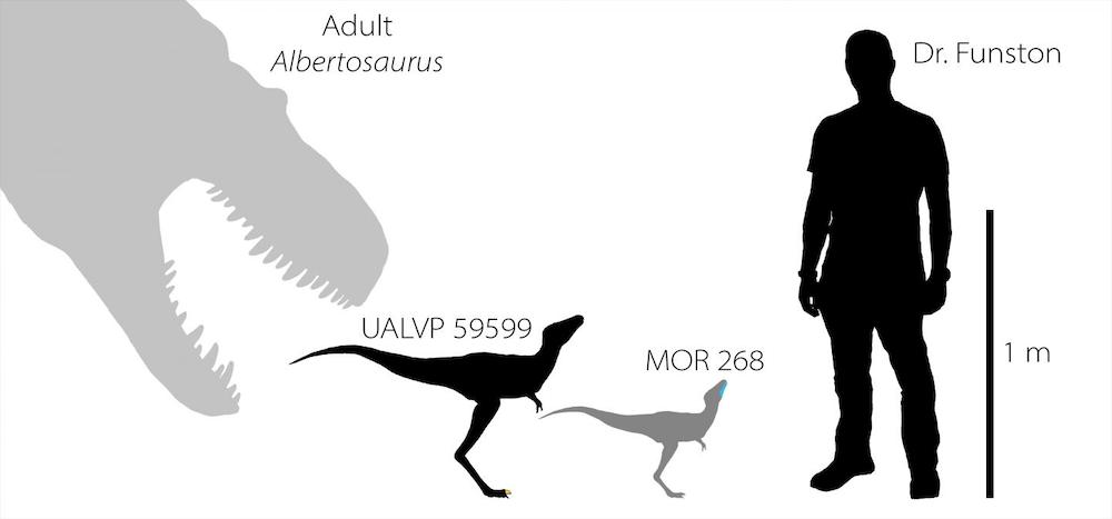 Comparación del tiranosaurio infantil con el humano