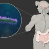 cellules cerebrales luttent contre inflammation instructions microbiome