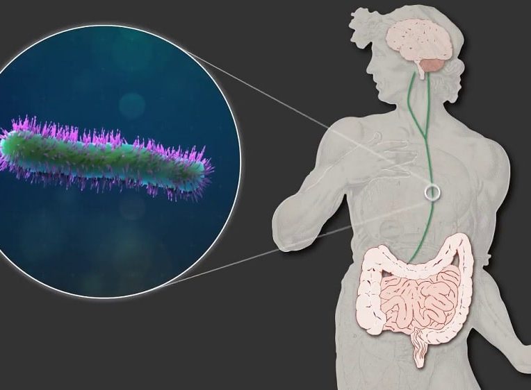cellules cerebrales luttent contre inflammation instructions microbiome