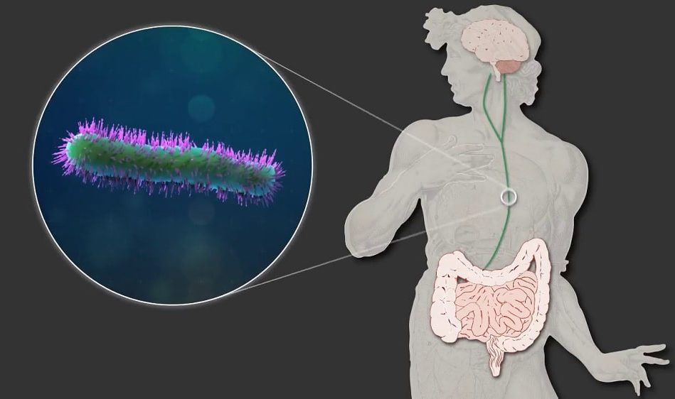 cellules cerebrales luttent contre inflammation instructions microbiome