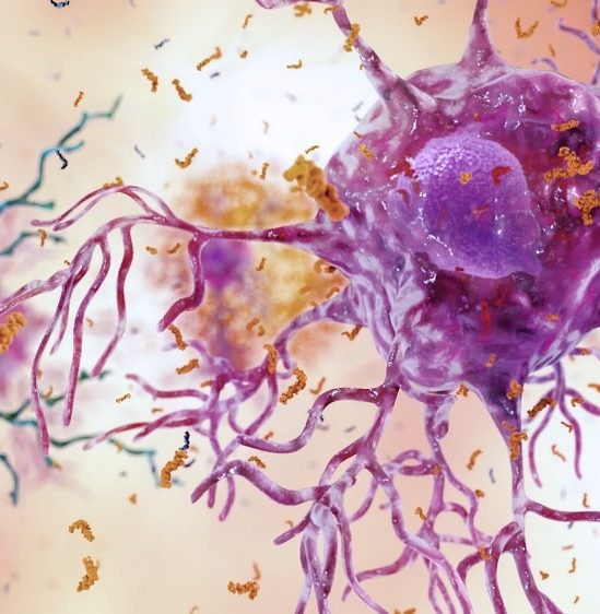 chercheurs identifient neurones vulnerables maladie alzheimer