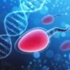 covid19 pourrait reduire fertilite masculine