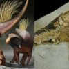 decouverte anus dinosaure bien conserve