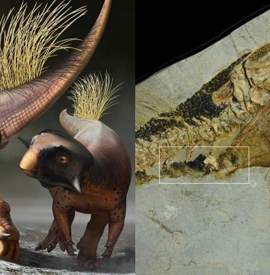 decouverte anus dinosaure bien conserve